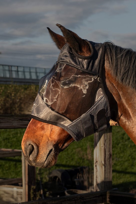Harry's Horse Flyshield zonder oren