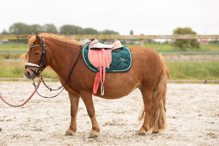 Harry's Horse youth saddle LouLou - Image 2