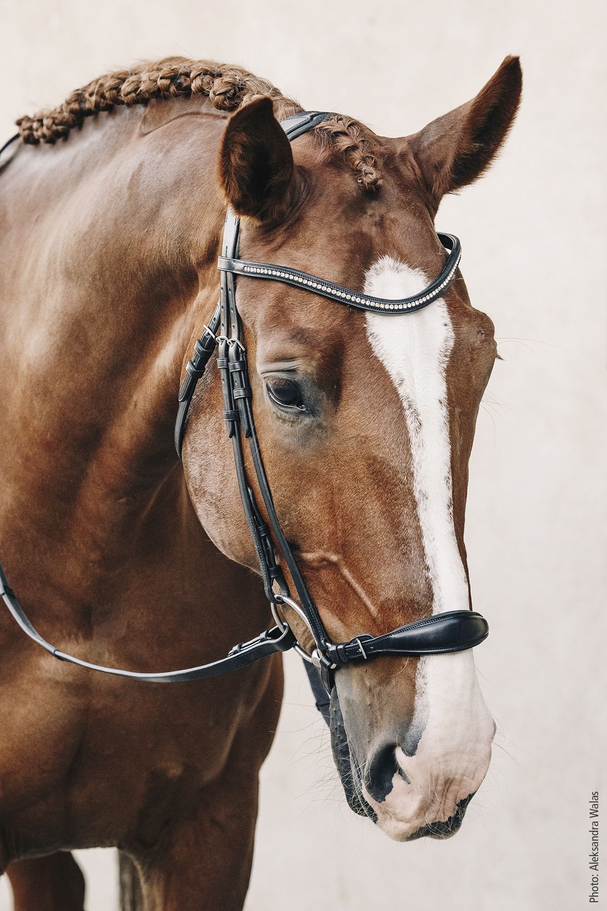 Schockemohle lage neusriem hoofdstel Seattle - Afbeelding 4