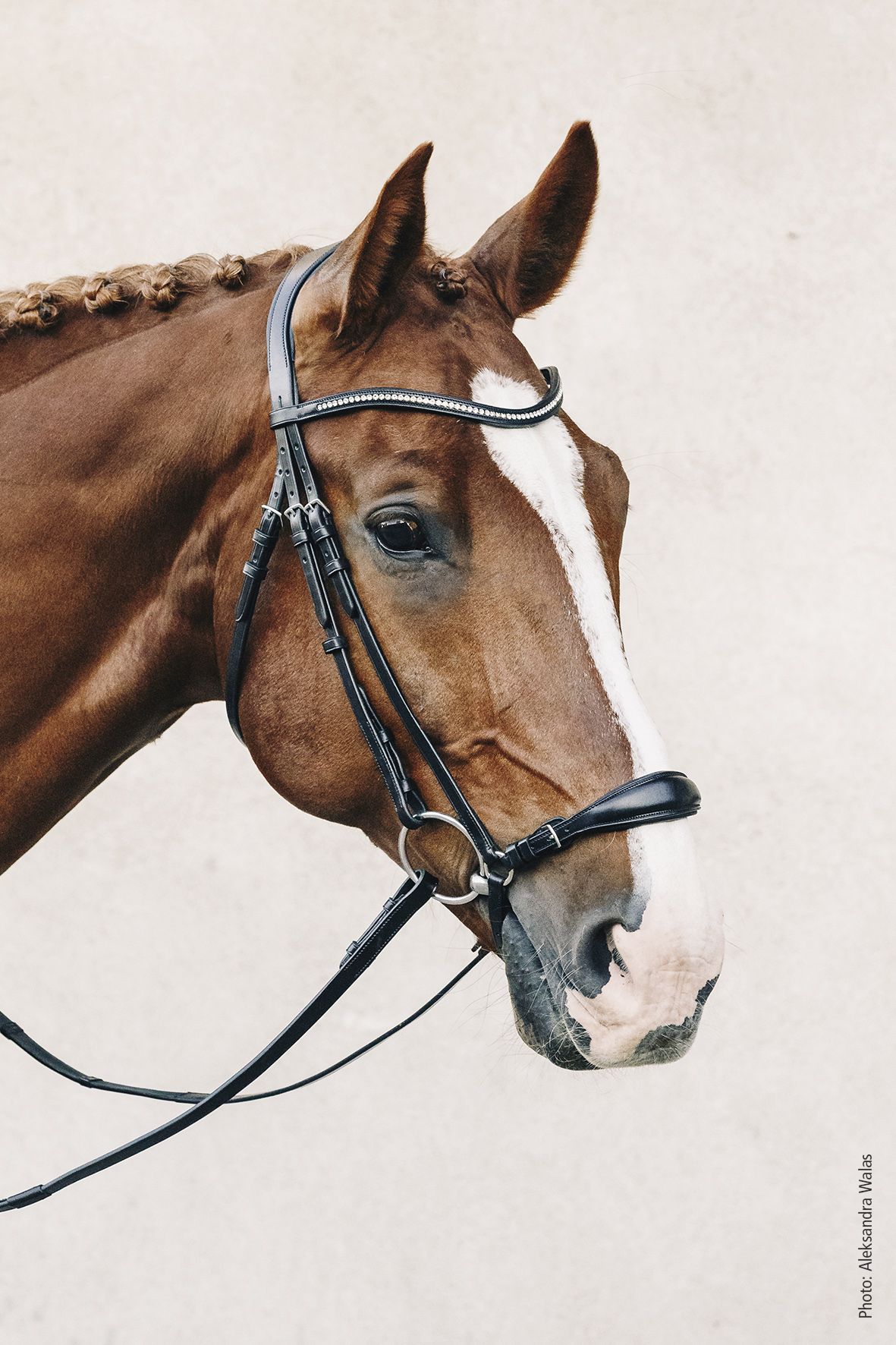 Schockemohle lage neusriem hoofdstel Seattle - Afbeelding 5